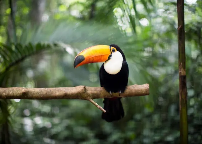 The Jungle Loft, 7 Min Walk To Guiones + Jacuzzi Villa Nosara